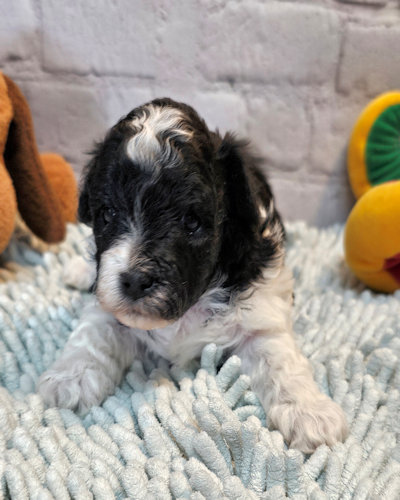 click on me to go to my page